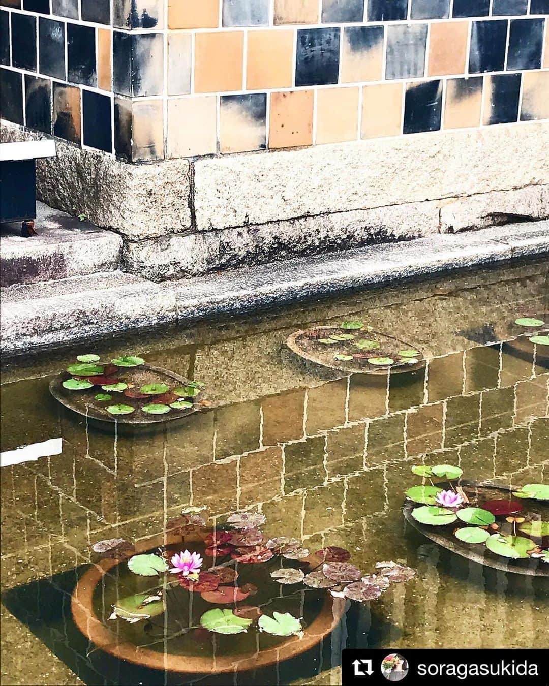 倉敷市さんのインスタグラム写真 - (倉敷市Instagram)「#クラシキブンカ に投稿された作品からいいなと思う作品をリポストさせてもらっています。  @soragasukidaさんの作品です。 よろしくお願いします。  #Repost @soragasukida with @get_repost ・・・ ☺︎☺︎☺︎☺︎☺︎☺︎☺︎☺︎☺︎☺︎ 大原美術館 #モネの睡蓮の池  の蓮が咲き始めました。 毎年楽しみにしてます。 ここののまなこ壁の色は優しい色合いです。 なまこ壁➕睡蓮の組み合わせが美しいです。 ＊ #クラシキブンカ  #倉敷 #美観地区 #倉敷美観地区 #お写んぽ  #町家 #大原美術館 #モネ#睡蓮 #なまこ壁  #写真好きな人と繋がりたい #写真  #写真撮ってる人と繋がりたい #ファインダー越しの私の世界  #iPhone  #写真好き #Photo #photograph」5月25日 10時14分 - kurashiki_city