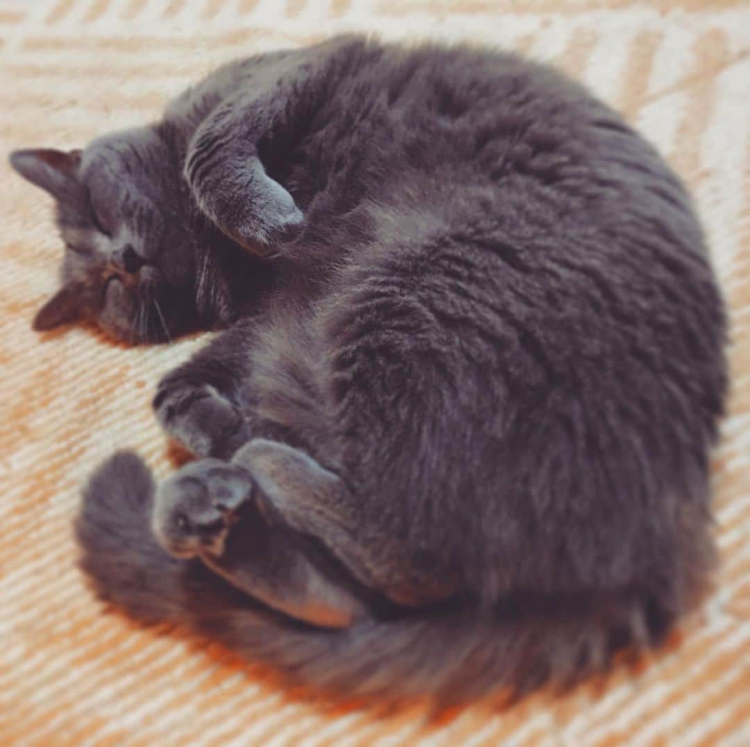 チキン南蛮カレーのルウ王子のグルメインスタ