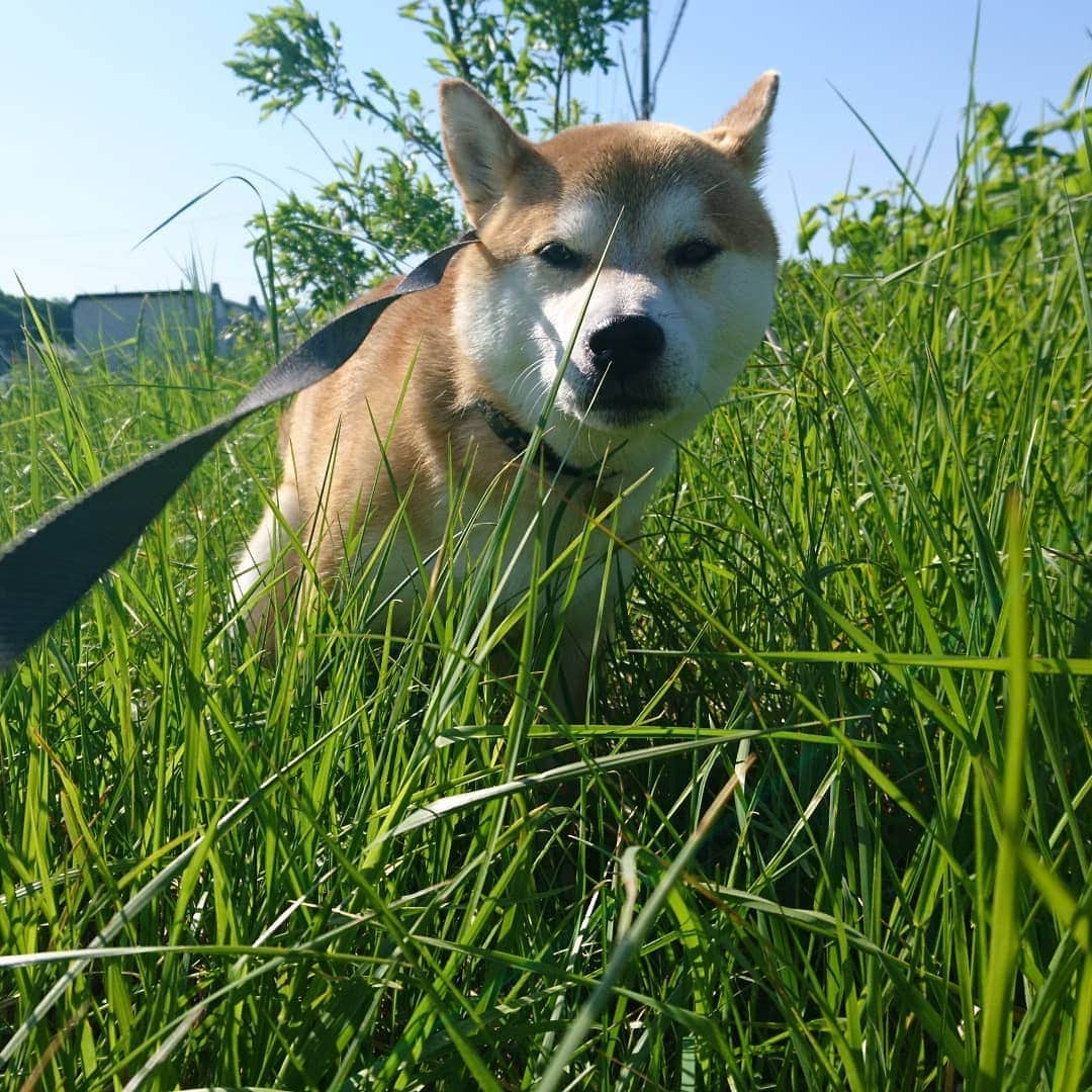 柴犬⭐️サスケさんのインスタグラム写真 - (柴犬⭐️サスケInstagram)「おはわん #朝ん歩 #💩 #家に入りたくない #柴犬#赤柴#わんだフォ #犬ら部 #ふわもこ部 #🐶📷」5月25日 10時08分 - shiba20150405