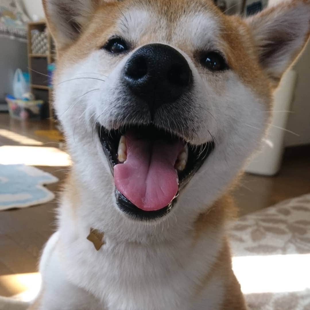 柴犬⭐️サスケさんのインスタグラム写真 - (柴犬⭐️サスケInstagram)「おはわん #朝ん歩 #💩 #家に入りたくない #柴犬#赤柴#わんだフォ #犬ら部 #ふわもこ部 #🐶📷」5月25日 10時08分 - shiba20150405