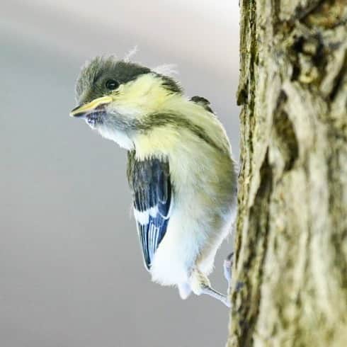 japanese forest & web designer　kapiosanさんのインスタグラム写真 - (japanese forest & web designer　kapiosanInstagram)「Hi！！ . . . . . . . #Japan #Nature #beautiful #tour #travel #forest #naturelovers #forestpark #森 #winter #mt #田舎  #trekking  #forester  #bird #birdfreaks  #シジュウカラ」5月25日 10時23分 - emiyamada_japan