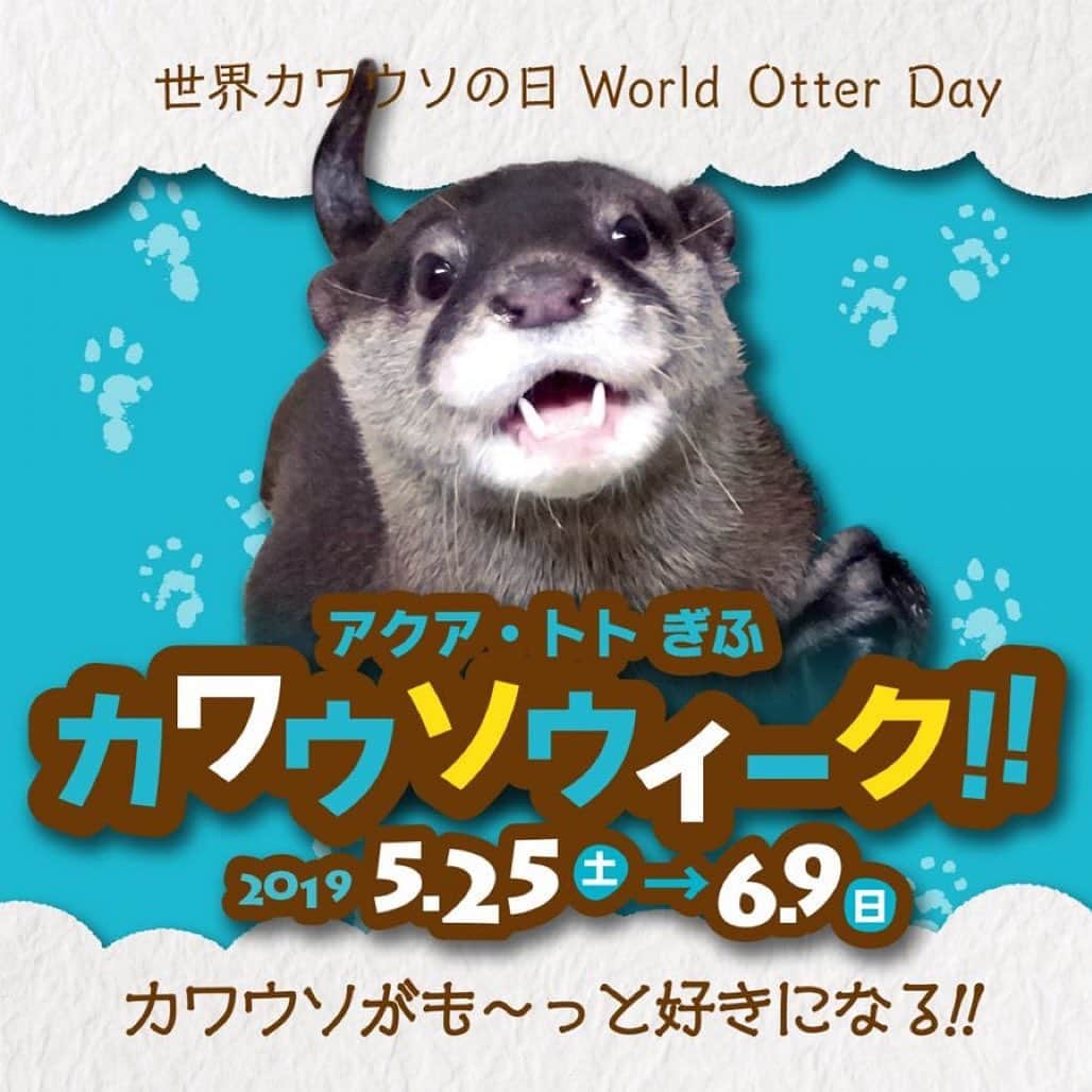 世界淡水魚園水族館 アクア・トト ぎふのインスタグラム：「5月の最終水曜日は「世界カワウソの日」。この日は世界中のカワウソの現状について広く知ってもらうためのイベントや保護に関する活動が行われています。当館でもカワウソイベントを実施します。 #アクアトト #アクアトトぎふ #アクアトト岐阜 #世界カワウソの日 #カワウソ」