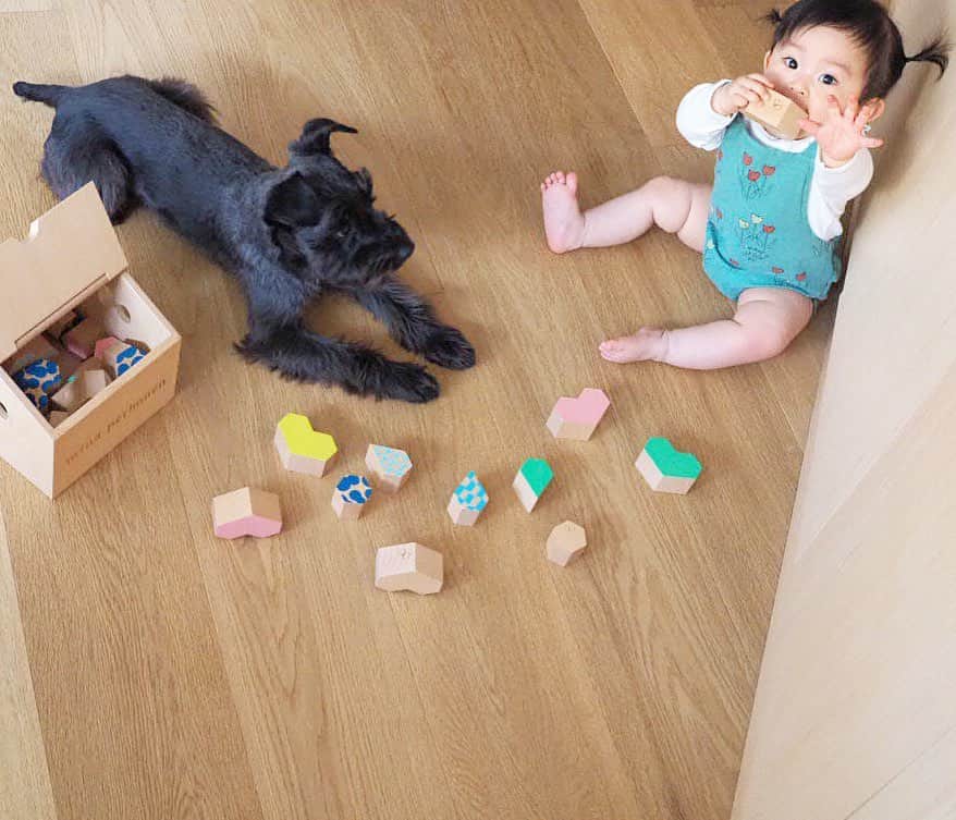 HALCALIのインスタグラム：「今日で11ヶ月👶🏻少し前まで離乳食の食べムラがあって悩んでたんだけど、ここ数日で急にたくさん食べるられるようになった😳そして苦手だったフルーツ達も克服🍓🍌🥝🍇フリーズドライのいちごとバナナをあげてたからかな？色々試行錯誤の日々🤔 セルフ立っち、つたい歩き、大きさ違いのカップを重ねたり、カップにボールを入れたり、オモチャをしまったり、ご馳走さま風の動き(いただきますはやってくれない😇)をしたり、くまさんにおやすみのチュー💋ができるようになりました🐻❣️言葉も色々理解できるようになってきたし、愛想笑いも上手😜歯は3本🤟🏼あっという間にもうすぐ1歳だ😳」