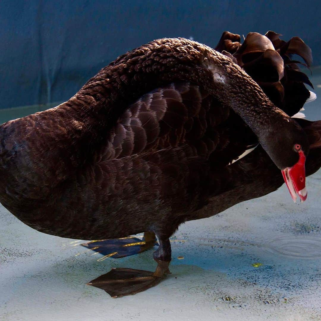 タロンガ動物園さんのインスタグラム写真 - (タロンガ動物園Instagram)「This beautiful black swan was brought into our Wildlife Hospital here at Taronga after he was found injured at Manly Dam. ⠀ ⠀ The swan had ingested a fishing hook, and had another hook and fishing line tangled around it's leg. ⠀ ⠀ Fishing hooks and line have a detrimental impact on many of our native marine and fresh water species, and are the most common reason that species like swans and pelicans are admitted to Taronga’s Wildlife Hospital here in Sydney. ⠀ ⠀ Which is why the proper disposal of these materials is so important!! We cannot stress this enough! ⠀ ⠀ Visit our blog to find out what happened to the swan and what you can do to help! ⠀ ⠀ ⠀ ⠀ #ForTheWild」5月25日 11時02分 - tarongazoo