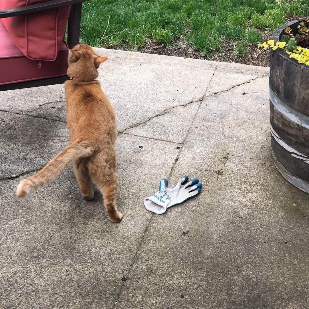 Snorri Sturlusonさんのインスタグラム写真 - (Snorri SturlusonInstagram)「STOLEN: blue gardening glove #5, night of 5/23. He doesn’t want to pose for a photograph right now, thank you. There are some very exciting bird-related activities going on right now in the yard. #snorristurluson #snorrithecat #catburglar #kleptokitty #spokanedoesntsuck #catsofinstagram」5月25日 11時07分 - snorrithecat