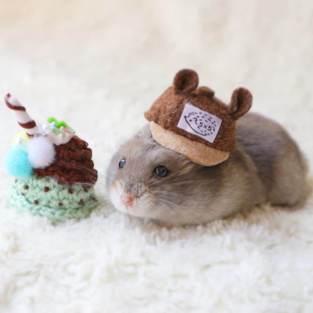 hamster_mocoのインスタグラム