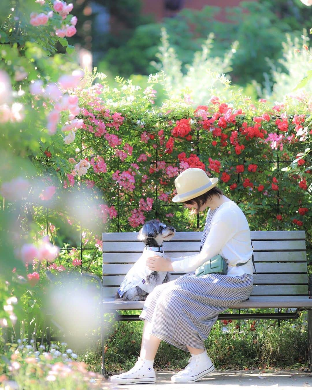 中野区在住のミニシュナのInstagramさんのインスタグラム写真 - (中野区在住のミニシュナのInstagramInstagram)「⑅︎◡̈︎* ・ お仕事じゃないのに、4時起きのマーブルです◡̈⃝︎⋆︎* こんにちワンʕ·͡ˑ·ཻʔෆ⃛ʕ•̫͡•ོʔ ・ 今日も暑くなりそうなので、朝活でローズガーデン散策を楽しみました(ღ′◡︎‵) 早朝でも暑くて、木陰で休みながらのんびりと！ ・ 風邪気味&寝不足で体調が悪かったのが、一気に吹き飛ぶほど綺麗でしたょ〜*ˊᵕˋ)੭ ・ #海の見える丘公園  #港の見える丘公園  #嫁グラフィー  #はなまっぷ2019  #ふわもこ部  #花と犬  #わんことお出かけ  #しゅなら部 #ミニチュアシュナウザー #ミニシュナ #シュナウザー #miniatureschnauzer #schnauzer #schnauzerofinstagram #schnauzer_lovers  #schnauzer_planet  #schnauzer_of_instagram  #schnauzer_feature  #inulog #east_dog_japan #all_dog_japan  #todayswanko  #inutokyo  #dogsta #pecoいぬ部 #qpetいぬ部 #イヌトミィ #insta_dog #this_is_mylifeな1枚  #bokehphotography」5月25日 11時41分 - marble_eve