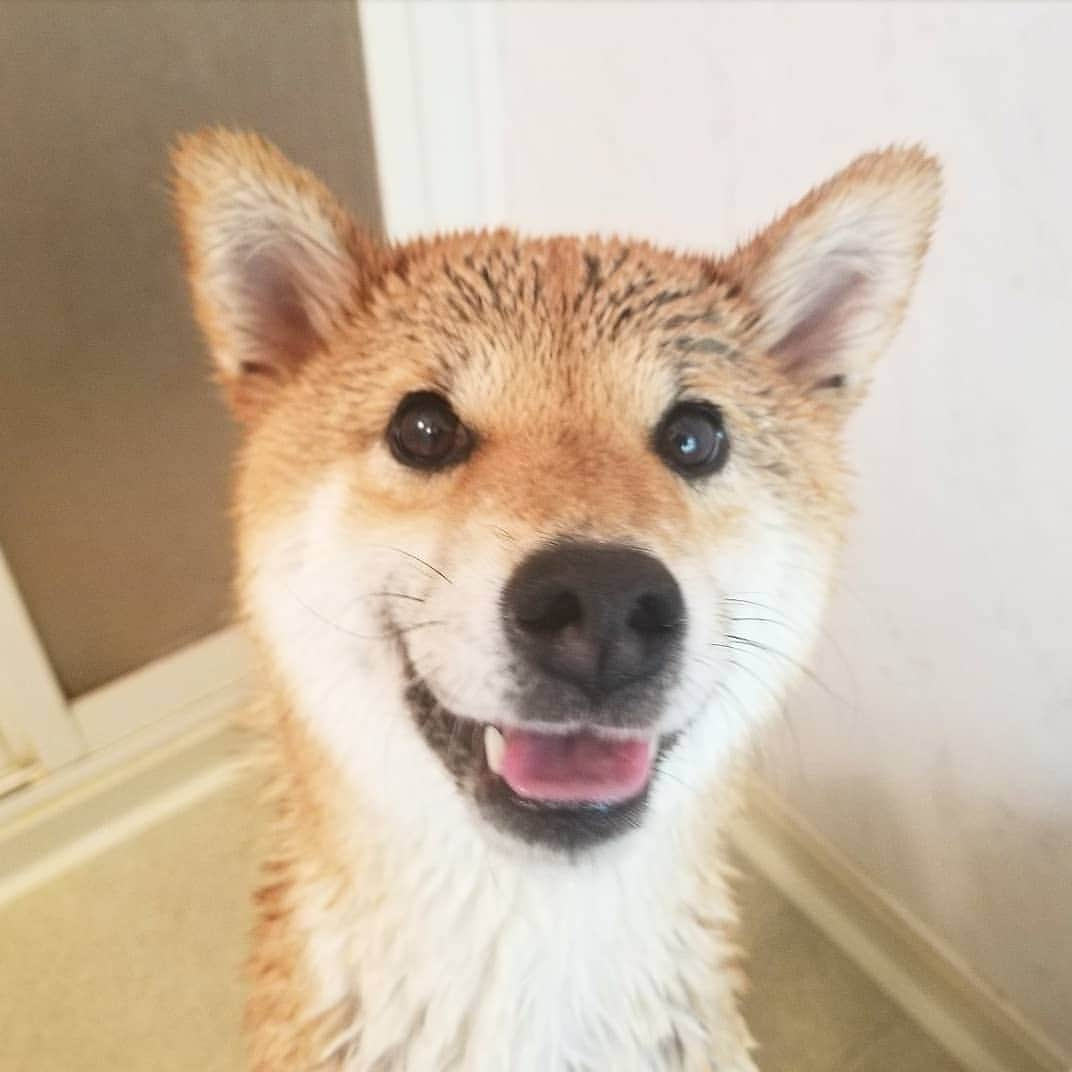 柴犬たま Shibainu Tamaのインスタグラム