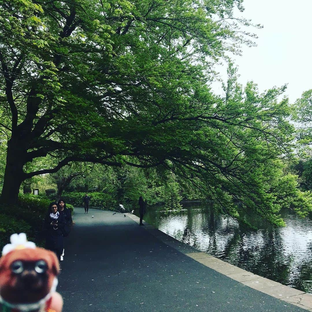 ころさんのインスタグラム写真 - (ころInstagram)「ころツーリスト in アイルランド(ダブリン)  公園歩いてたら木のトンネル発見！！ ここを超えたらトトロに逢えるのかなぁ？(๑˃̵ᴗ˂̵) #犬 #ころ #トトロ #休日 #木のトンネル #公園  #dog #koro #totoro #休日 #ireland #dublin」5月25日 11時47分 - koro.dottokoi