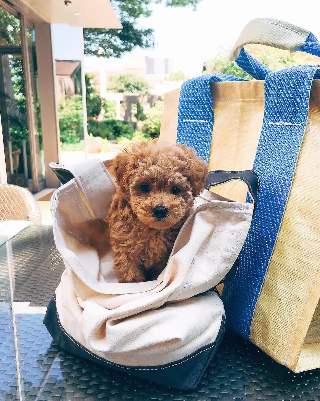 小塚源太のインスタグラム：「🤤 #世界でいちばん #babygirl #puppy #toypoodle」