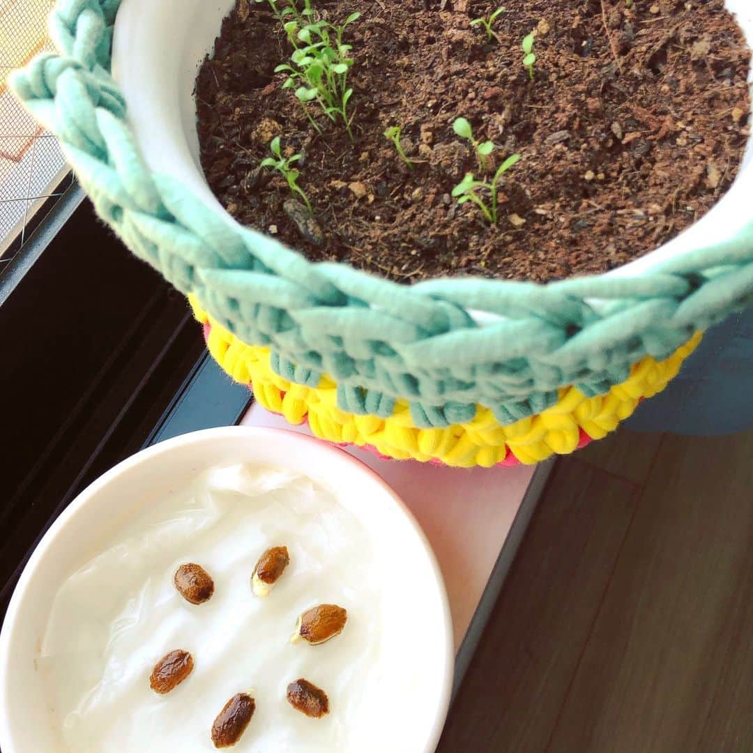 横山エリカのインスタグラム：「ゴーヤの種が発芽しました🌱 そろそろ植えられそう😌 そしてクローバーも順調に育っています🍀 #green813 #jwave #letsgrowgreen #clovers #plants #植物のある暮らし #ゴーヤ #クローバー」