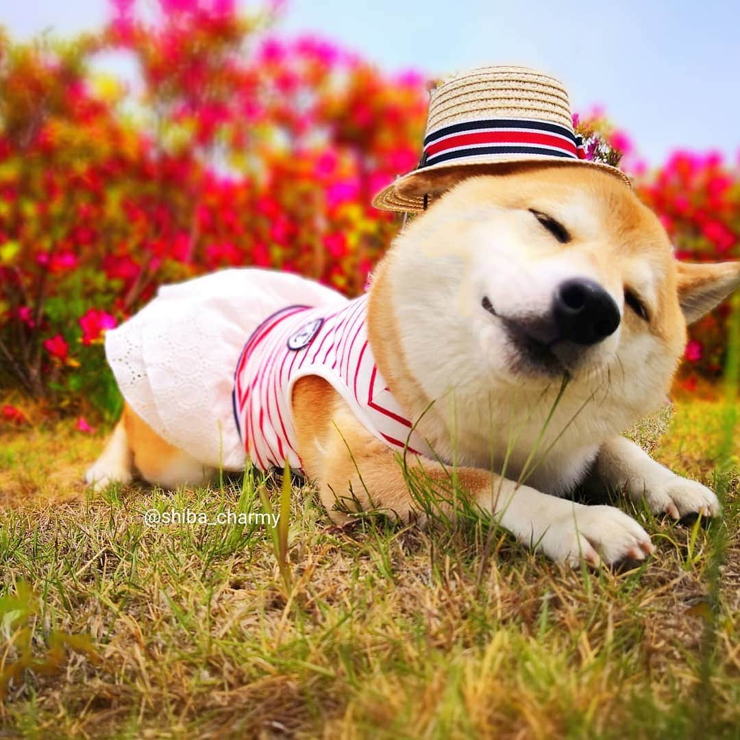 ちゃみさんのインスタグラム写真 - (ちゃみInstagram)「🐶👒 スリコの麦わら帽子👒 サイズ感がちょうどよい😙 2枚目は草のにおいを嗅いでる顔😁 #スリコ #3coins  #麦わら帽子  #ワン大 #つつじ」5月25日 12時29分 - shiba_charmy