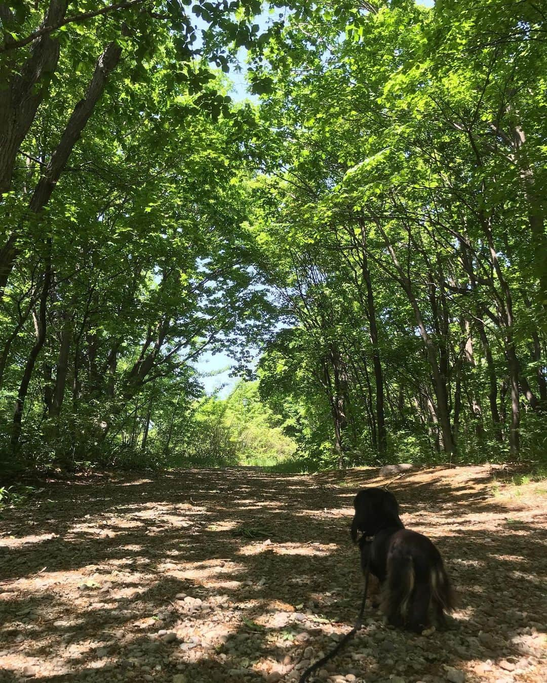 ともさんのインスタグラム写真 - (ともInstagram)「家のすぐ側に、原生林をそのまま生かした公園があります🌳 * 朝ん歩は、なかなかくーちんの時間まで取れないので、お昼に、熱いアスファルトを避けながら、気持ちのいい森林浴散歩にやって来ました❤️ * あっちっちーの札幌☀️夏が来たかもしれませーん٩(ˊᗜˋ*)و✨ * #札幌 #27度 #明日は30度超え♪ #ダックス #くーちん11歳 #dachshund」5月25日 12時31分 - tomowithdog