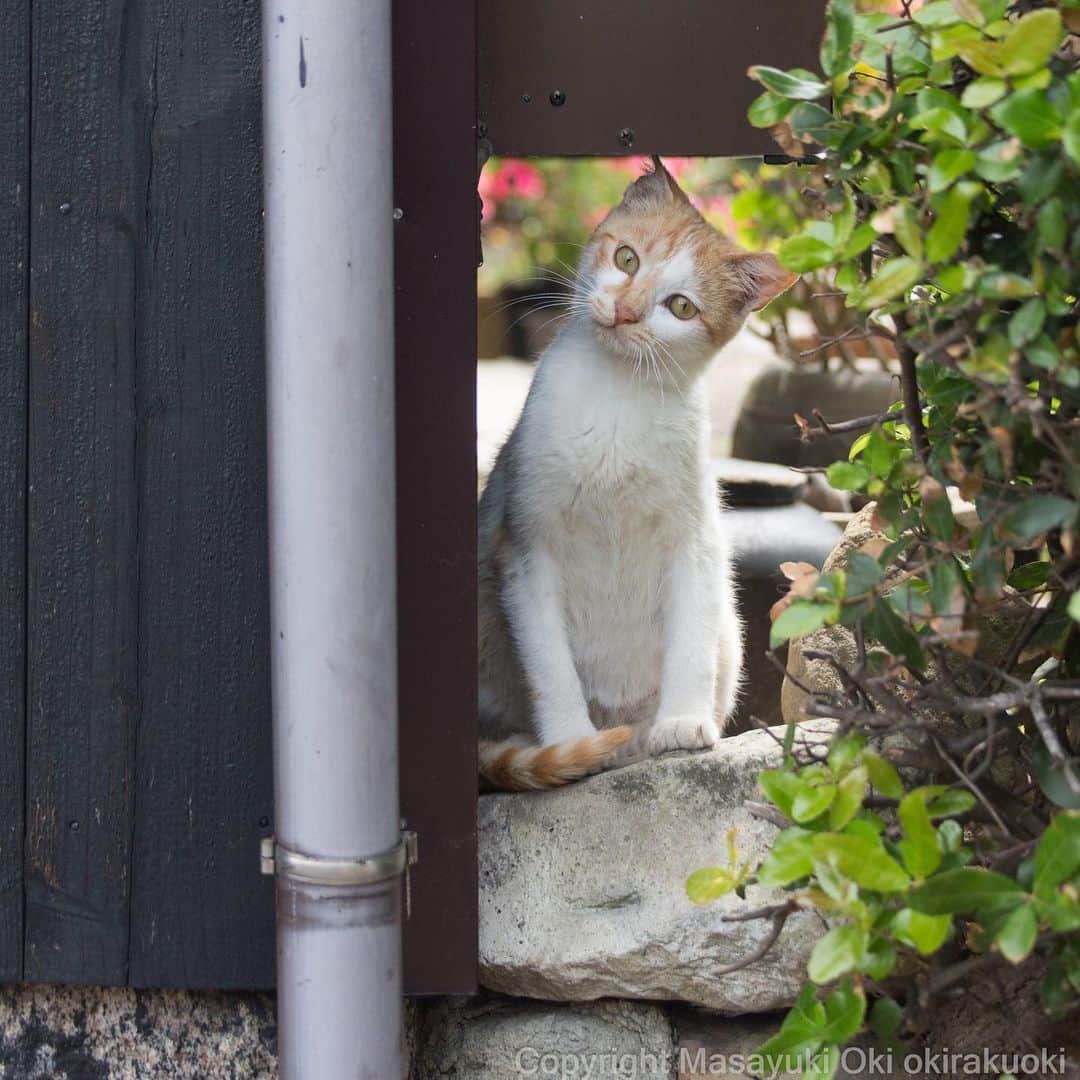 Masayukiさんのインスタグラム写真 - (MasayukiInstagram)「なんで？  #cat #ねこ」5月25日 12時42分 - okirakuoki