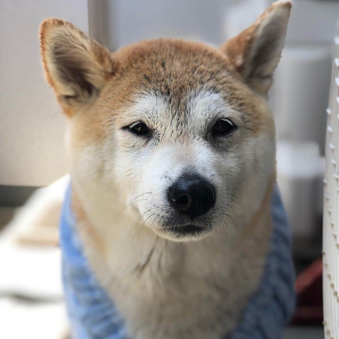 こなつさんのインスタグラム写真 - (こなつInstagram)「シャンプーしたよー🚿 スッキリ✨」5月25日 12時37分 - makonatu