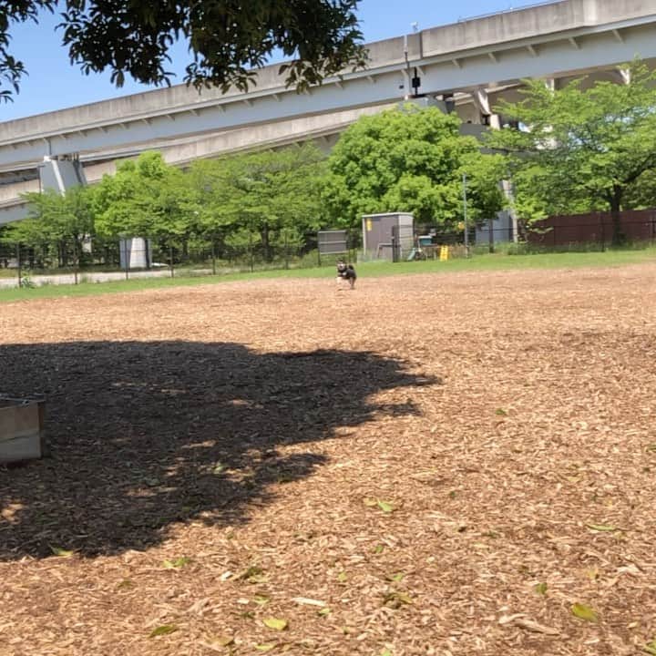 vo_coのインスタグラム：「🐕💨 股関節両方無くてもここまで走れるようになったよー！ * 滅多に走ることのないこたつさんですが、さすがに7年飼い主やってると「あ、こりゃ走るな！」て瞬間はわかるようになるのです なのでそれに備えてスローモーションカメラ立ち上げて待ち構えるくらい屁のカッパ！ これ、こたつあるあるw * #shibastagram #instashiba #shiba #shibainu #黒柴 #柴犬」