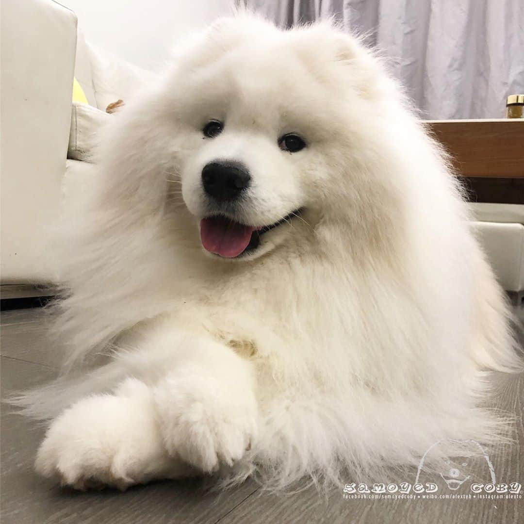 Alex Toさんのインスタグラム写真 - (Alex ToInstagram)「😘😘😘 #cute #dog #doglover #dogsofinstagram #dogoftheday #dogofthedayjp #dogstagram #fluffy #hkig #hongkong #ilovemydog #instadog #instagood #instamood #instagraphy #shibainu #samoyedoninstagram #pet #petlovers #petsofinstagram #petstagram #photooftheday #puppy #pupsofinstagram #samoyed #samoyedsofinstagram #webstagram #犬 #サモエド」5月25日 13時26分 - alexto