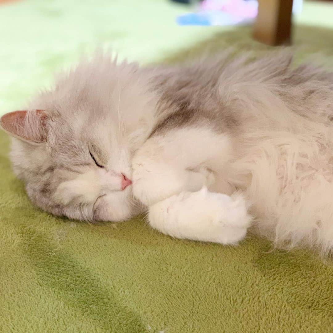 のインスタグラム：「ゴロゴロ過ごす土曜日🐈 まっ、猫たちはいつもゴロゴロしてるか☺︎ #ねこのいる生活 . . . . #cat #cats #catlover #cutecats #catsnap #catstagram #ilovemycat #adorble #ig_catclub #cats_of_instagram #kawaii #kawaii_cat #meowbox #bestmeow #fluffy  #scottishfold #neko #kitty #ねこ #ねこ部 #ネコ #猫 #スコティッシュフォールド #スコティッシュ #ふわもこ #ふわもこ部」