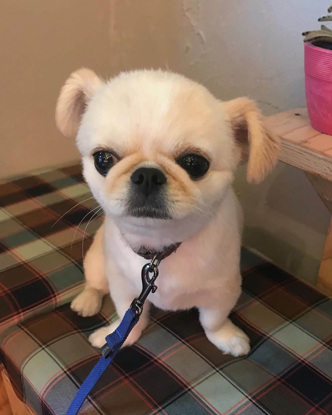 おもちくんのグルメインスタ