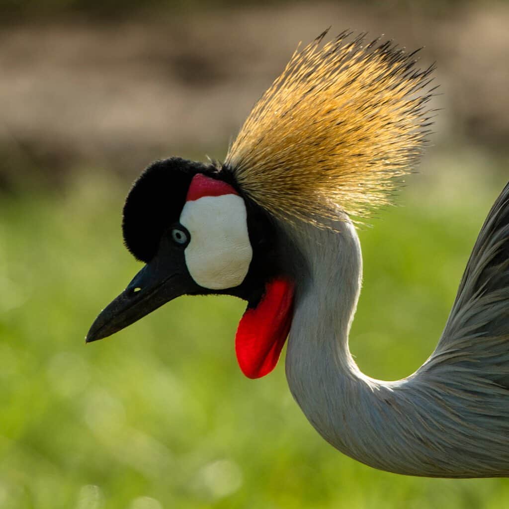 Tim Lamanさんのインスタグラム写真 - (Tim LamanInstagram)「Photos by @TimLaman.  African Crowned Cranes – portrait, and feeding on grass seeds.  Just another spectacular bird seen on safari in Tanzania, where the diversity of birdlife is as stunning as the large mammals. #Tanzania #crane #birds #Africa #hopecollege」5月25日 23時01分 - timlaman