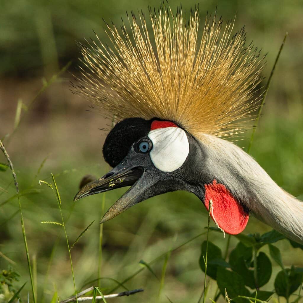 Tim Lamanさんのインスタグラム写真 - (Tim LamanInstagram)「Photos by @TimLaman.  African Crowned Cranes – portrait, and feeding on grass seeds.  Just another spectacular bird seen on safari in Tanzania, where the diversity of birdlife is as stunning as the large mammals. #Tanzania #crane #birds #Africa #hopecollege」5月25日 23時01分 - timlaman