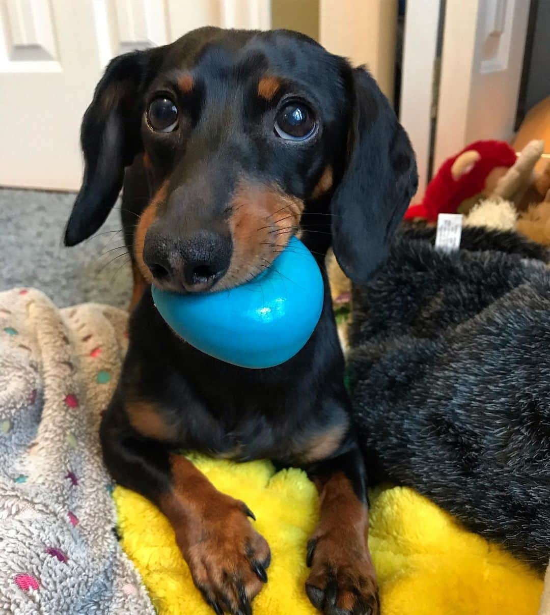 Crusoe the Celebrity Dachshundさんのインスタグラム写真 - (Crusoe the Celebrity DachshundInstagram)「“Happy long weekend! I’d offer you one of my toys to play with but unfortunately I’m using all of them..” ~ Crusoe」5月25日 23時13分 - crusoe_dachshund