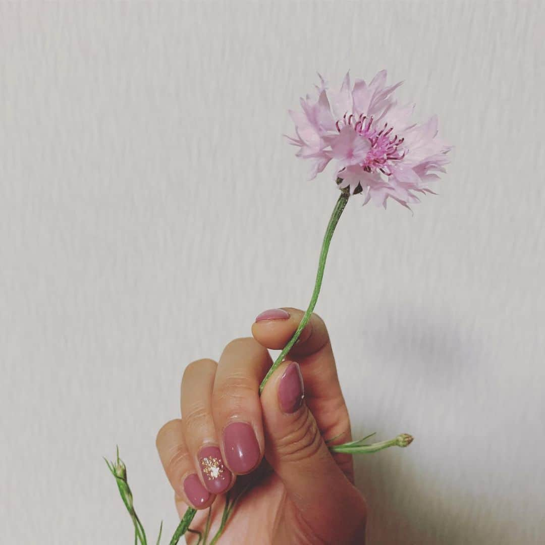 三ツ井裕美さんのインスタグラム写真 - (三ツ井裕美Instagram)「久しぶりのネイル。 良い色✨  #nail #beigepink  #矢車草」5月25日 23時37分 - hiromi__km