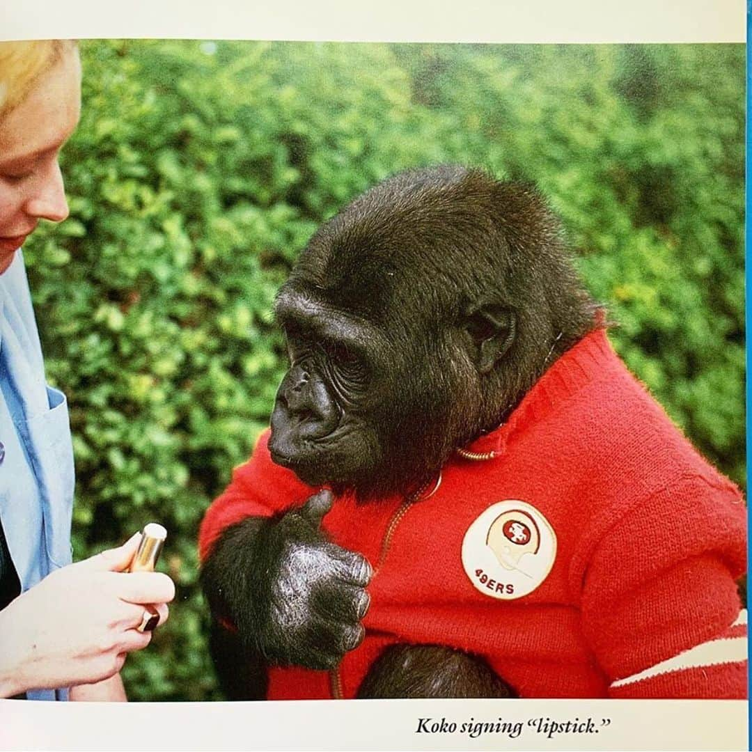 トレードマークさんのインスタグラム写真 - (トレードマークInstagram)「#kokothegorilla ❤️🦍💄」5月25日 23時35分 - trdmrk