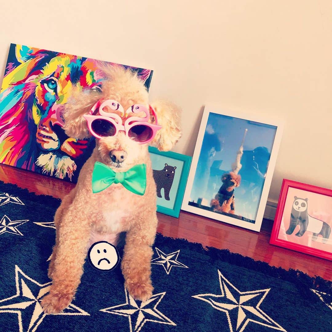 DJ JUICYのインスタグラム：「白内障予防に、、、サングラス🕶かける😎  #ジューシーくん13歳 #トイプードル #juicy#dog#toypoodle#love#family#sunglasses」