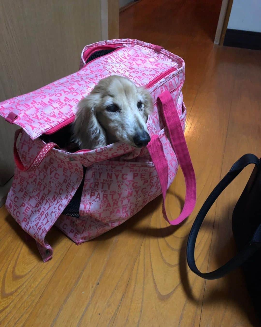 尾崎愛さんのインスタグラム写真 - (尾崎愛Instagram)「最近のセナ。哀愁しかない。笑 山梨では久々に外へ！歩かなかったけど😹 #おじいちゃん犬 #ダックスフンド #老犬 #哀愁 #でもかわいい」5月26日 0時07分 - aiozaki0422