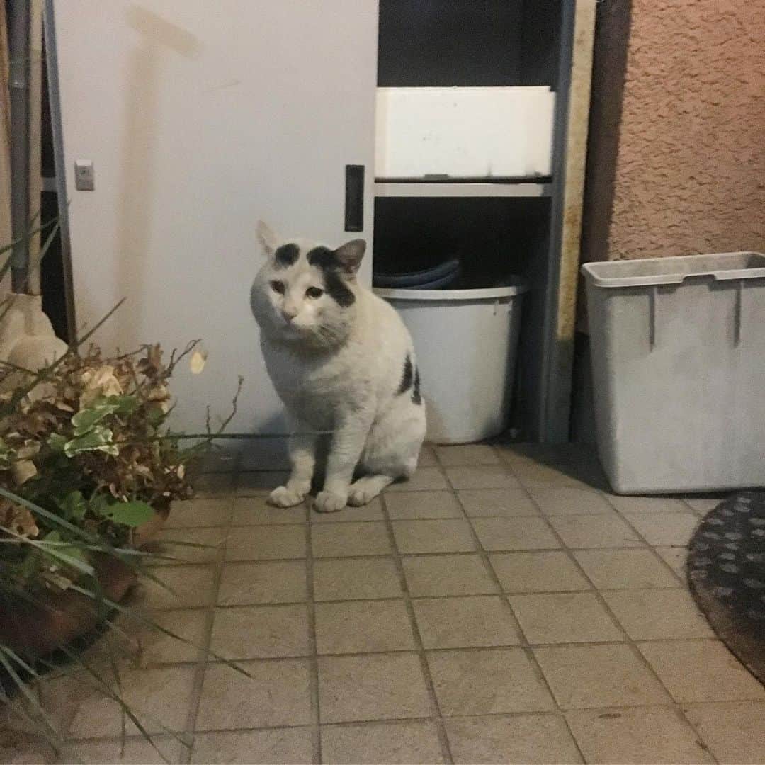 Kachimo Yoshimatsuさんのインスタグラム写真 - (Kachimo YoshimatsuInstagram)「昨夜も待ってった！ 帰るのが楽しみ。  Yesterday night, NANAKURO-chan was waiting for my return at the front door. #uchinonekora #nanakuro #sotononekora #neko #cat #catstagram #kachimo #猫 #ねこ #うちの猫ら http://kachimo.exblog.jp」5月25日 15時22分 - kachimo
