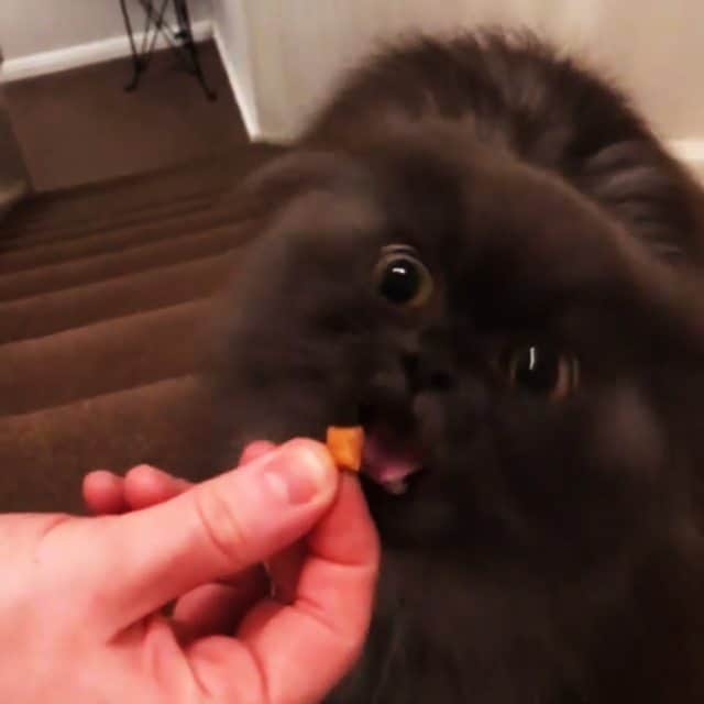 CatStockerのインスタグラム：「Hello! #catstocker is here!  Follow our FURRriend @thatcatbobbie  Scroll right for more pictures 👉 . . . . .  #cat #neko #mačka #chat #kočka #котка #kotek #kot #кіт #catstockervideo #кошка #кот #katze #gato #gatto #kissa #kattunge #猫 #고양이 #貓 #kedi #köttur #kissanpentu #חתול #кішка #kedicik #кошеня #gattino #子猫」