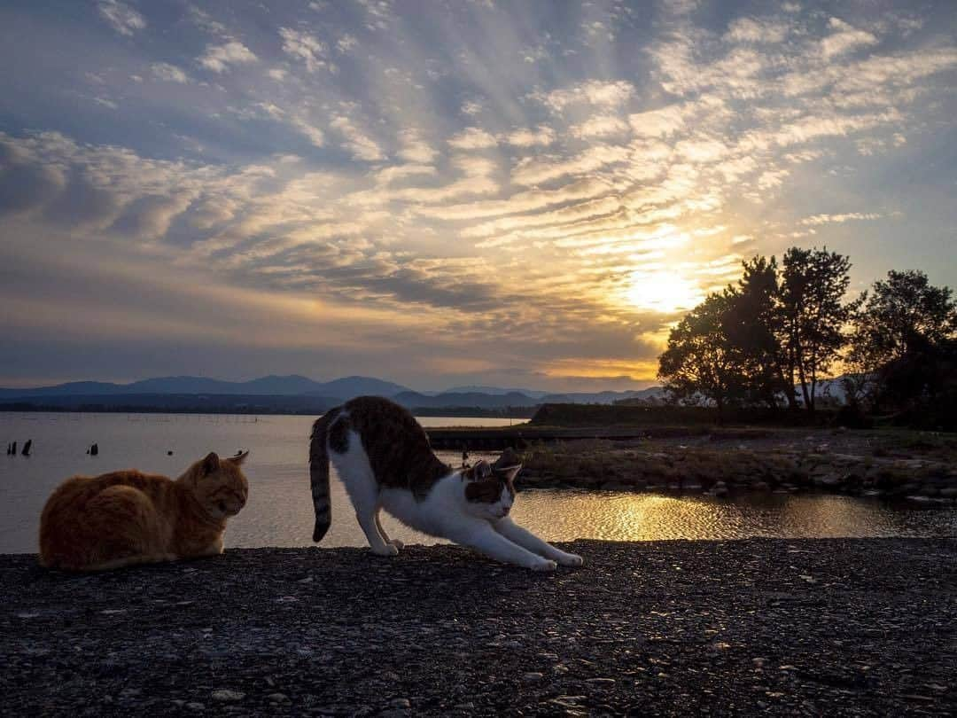 NEKOくらぶさんのインスタグラム写真 - (NEKOくらぶInstagram)「|| そろそろ、おうちに帰るかにゃ😽⠀ @katsuzowilbury さんの作品ですにゃ（＝ΦωΦ＝）⠀ *⠀ いいね！＆コメント大歓迎！！⠀ *⠀ #nekoclub #NEKOくらぶ #Japan #Photo #写真 #日本 #cat #ネコ #ねこ #猫 ⠀ Follow: @nekoclub_jpn⠀ *⠀ ▼【廣済堂出版共同企画】NEKOくらぶの皆さまとつくる「NEKOくらぶ写真集」、発売中♪（＝ΦωΦ＝）⠀ ※詳細は本アカウント「 @nekoclub_jpn 」のプロフィールに固定しているハイライトから」5月25日 16時00分 - nekoclub_jpn