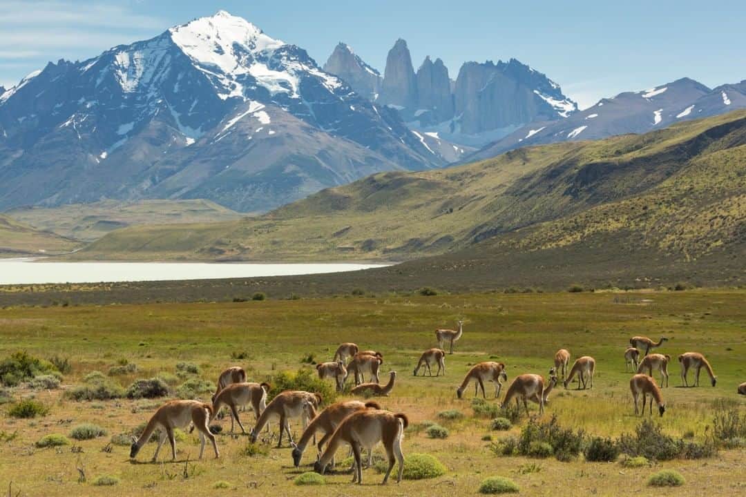 National Geographic Travelさんのインスタグラム写真 - (National Geographic TravelInstagram)「Photo by @acacia.johnson | A herd of guanacos grazes near El Chaltén, a village in Argentina's Los Glaciares National Park. Famous for its mountain peaks and dramatic glaciers, this region of Patagonia is also home to wildlife such as guanacos - wild camelids closely related to llamas. Follow me at @acacia.johnson for more adventures from the mountains and beyond. #patagonia #elchaltén #guanaco」5月25日 16時02分 - natgeotravel