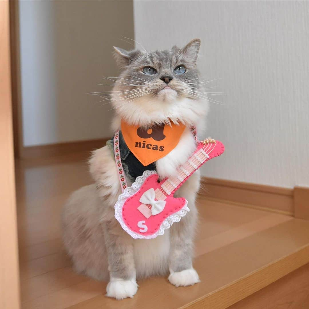 しるこさんのインスタグラム写真 - (しるこInstagram)「2019.5.25 あたしの出番はそろそろかにゃ〜😽🎸🎶 #ころちゃんバンド . デリたん17歳のお誕生日おめでとう🎂 @dkotodeli #デリたんhappy17thbirthday2019 . レンタル衣装部 @cinatora  スギちゃんGジャンが見えないw この前借りた時よりキツくなってたよ😳 . #ネックレス祭 #25祭 #にゃんこの日 .」5月25日 16時02分 - shirukotan