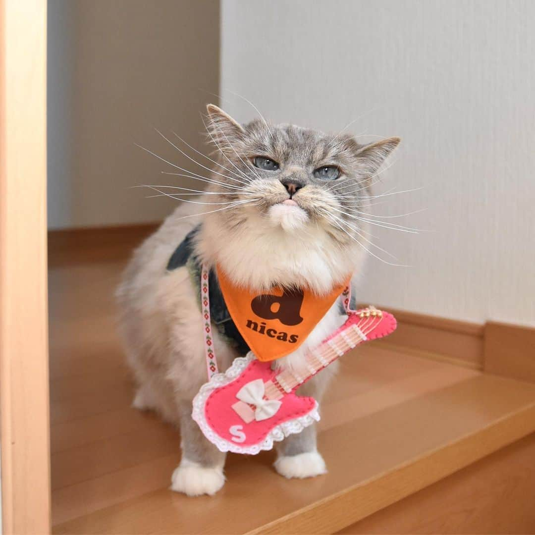 しるこさんのインスタグラム写真 - (しるこInstagram)「2019.5.25 あたしの出番はそろそろかにゃ〜😽🎸🎶 #ころちゃんバンド . デリたん17歳のお誕生日おめでとう🎂 @dkotodeli #デリたんhappy17thbirthday2019 . レンタル衣装部 @cinatora  スギちゃんGジャンが見えないw この前借りた時よりキツくなってたよ😳 . #ネックレス祭 #25祭 #にゃんこの日 .」5月25日 16時02分 - shirukotan