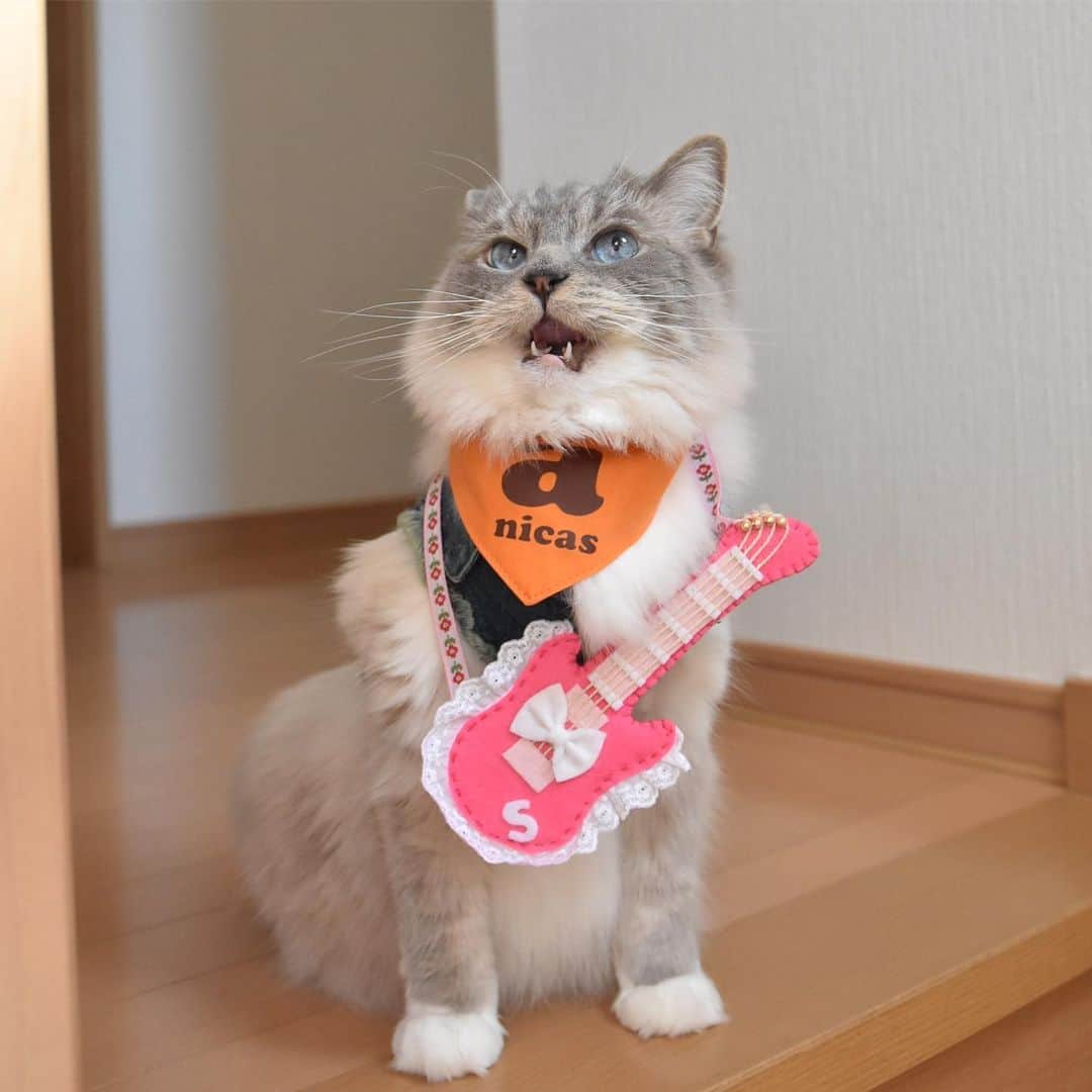 しるこさんのインスタグラム写真 - (しるこInstagram)「2019.5.25 あたしの出番はそろそろかにゃ〜😽🎸🎶 #ころちゃんバンド . デリたん17歳のお誕生日おめでとう🎂 @dkotodeli #デリたんhappy17thbirthday2019 . レンタル衣装部 @cinatora  スギちゃんGジャンが見えないw この前借りた時よりキツくなってたよ😳 . #ネックレス祭 #25祭 #にゃんこの日 .」5月25日 16時02分 - shirukotan