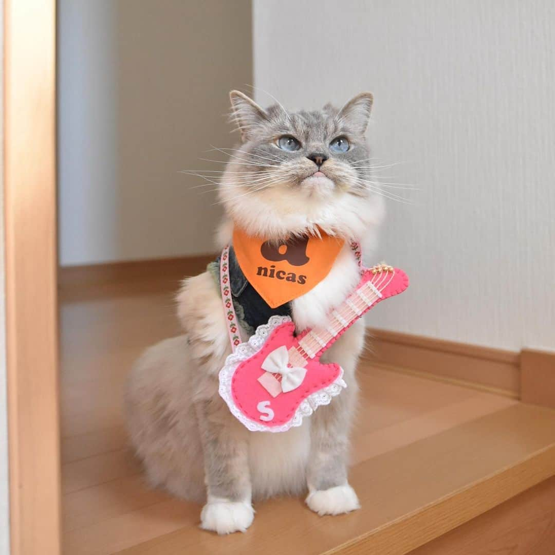 しるこさんのインスタグラム写真 - (しるこInstagram)「2019.5.25 あたしの出番はそろそろかにゃ〜😽🎸🎶 #ころちゃんバンド . デリたん17歳のお誕生日おめでとう🎂 @dkotodeli #デリたんhappy17thbirthday2019 . レンタル衣装部 @cinatora  スギちゃんGジャンが見えないw この前借りた時よりキツくなってたよ😳 . #ネックレス祭 #25祭 #にゃんこの日 .」5月25日 16時02分 - shirukotan