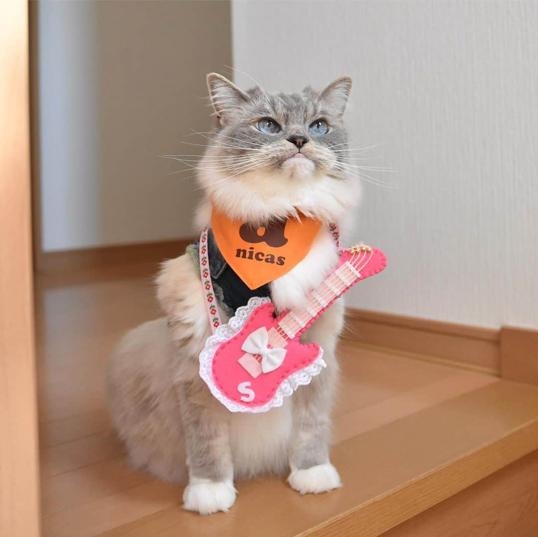 しるこさんのインスタグラム写真 - (しるこInstagram)「2019.5.25 あたしの出番はそろそろかにゃ〜😽🎸🎶 #ころちゃんバンド . デリたん17歳のお誕生日おめでとう🎂 @dkotodeli #デリたんhappy17thbirthday2019 . レンタル衣装部 @cinatora  スギちゃんGジャンが見えないw この前借りた時よりキツくなってたよ😳 . #ネックレス祭 #25祭 #にゃんこの日 .」5月25日 16時02分 - shirukotan