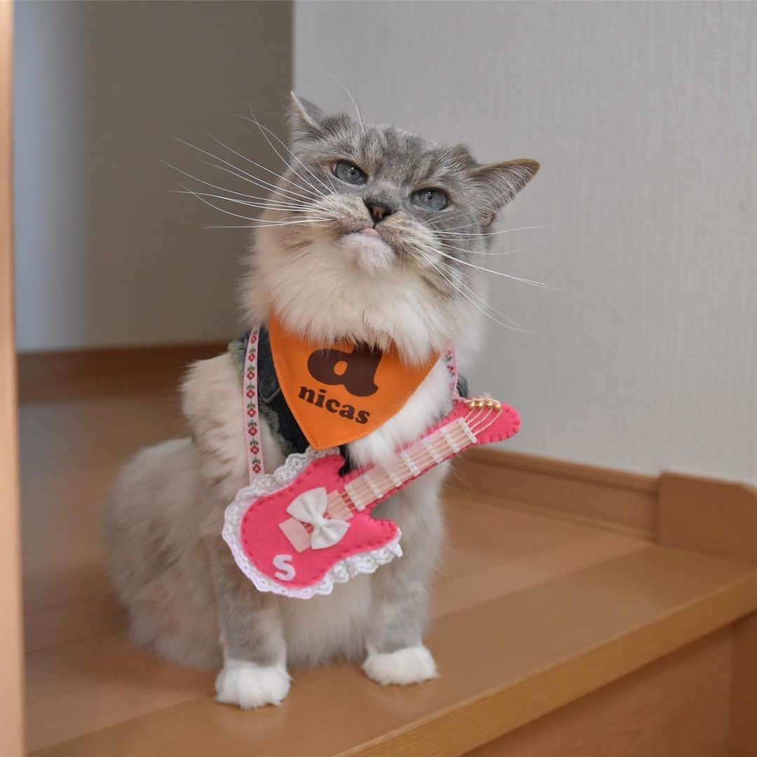 しるこさんのインスタグラム写真 - (しるこInstagram)「2019.5.25 あたしの出番はそろそろかにゃ〜😽🎸🎶 #ころちゃんバンド . デリたん17歳のお誕生日おめでとう🎂 @dkotodeli #デリたんhappy17thbirthday2019 . レンタル衣装部 @cinatora  スギちゃんGジャンが見えないw この前借りた時よりキツくなってたよ😳 . #ネックレス祭 #25祭 #にゃんこの日 .」5月25日 16時02分 - shirukotan