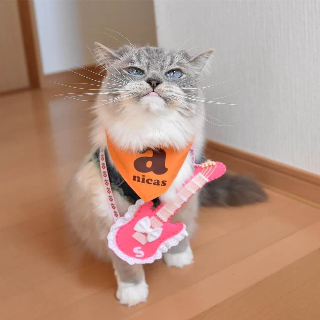 しるこさんのインスタグラム写真 - (しるこInstagram)「2019.5.25 あたしの出番はそろそろかにゃ〜😽🎸🎶 #ころちゃんバンド . デリたん17歳のお誕生日おめでとう🎂 @dkotodeli #デリたんhappy17thbirthday2019 . レンタル衣装部 @cinatora  スギちゃんGジャンが見えないw この前借りた時よりキツくなってたよ😳 . #ネックレス祭 #25祭 #にゃんこの日 .」5月25日 16時02分 - shirukotan