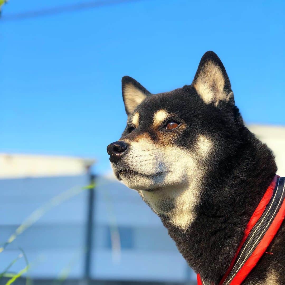 小川博永さんのインスタグラム写真 - (小川博永Instagram)「本日は娘ちゃんの運動会でした。暑過ぎて午前中で終わって残りは火曜にやることに。なんじゃそりゃ。  #今朝まる #ししまる #dog #dogs #柴犬 #黒柴」5月25日 16時17分 - ogawahironaga