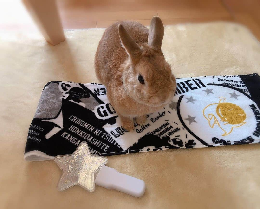 ラン?さんのインスタグラム写真 - (ラン?Instagram)「コレはボクのですか？🐰 ちょうどいいお昼寝の場所だー😁 この星のやつ邪魔…どかそう( ∩'-'∩ )ﾖｲｼｮ! ☆ ランさん、違いますよー！ママんのですよー！ 邪魔にしないでくださーい！ ☆ 私事ですが、昨日は大好きなゴールデンボンバーが地元に来られたので、ライブに行ってまいりました( ´ ▽ ` )ﾉ楽しかった♪ ☆ #うさぎ #ネザーランドドワーフ #rabbit #bunny #bunnystagram  #rabbitstagram  #cute  #かわいい #ふわもこ部  #もふもふ  #zip写真部  #アニマル写真部 #instagramjapan #netherlanddwarf #うさぎと暮らす  #うさぎのいる暮らし #癒し #kawaii #ランちゃん  2019.05.25」5月25日 16時29分 - mofumofuusako