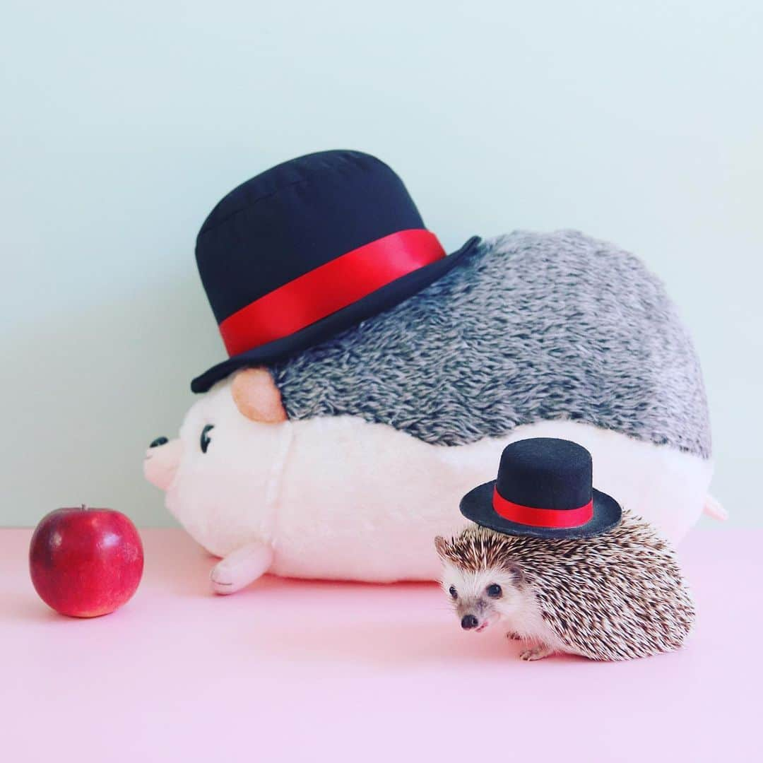 あずきさんのインスタグラム写真 - (あずきInstagram)「Monaka meet big daddy🎩 The new big stuffed animal of Azuki is on sale!  https://www.taito.co.jp/prize/item/0000002730 . タイトーさんコラボ第4弾！第2弾で好評だった巨大お座りあずきが、四つん這いになって再登場😍👏💕 . もなさんも久しぶりにあずきに会えて嬉しそう😭💕✨上に乗ってみたり、お話聞いてもらったりいっぱい遊んでいました😍（三枚目の写真にジーン😭😘💕） . この巨大あずきのUFOキャッチャーは、タイトーさんのホームページで置いてある店舗を載せていますので、入荷日などチェックしてから行ってみてくださいね🙏 . 東京エリアは、7店舗と多めなので是非〜😊👏👌💕🍎 . https://www.taito.co.jp/prize/item/0000002730 . . . #はりねずみのあずき #タイトーステーション  #UFOキャッチャー #プライズ #ぬいぐるみ #巨大ぬいぐるみ #ハリネズミぬいぐるみ #シルクハット #親子共演 #クレーンゲーム #ゲームセンター #cranegame #stuffedanimal #bigstuffedanimals #taito  #はりねずみ #ハリネズミ #hedgehog #lovelypet #cuteanimals #はりねずみのもなか #hedgie #고슴도치 #刺猬 #hedgehogazuki  #hedgehogsofinstagram #animaladdicts」5月25日 16時24分 - hedgehog_azuki