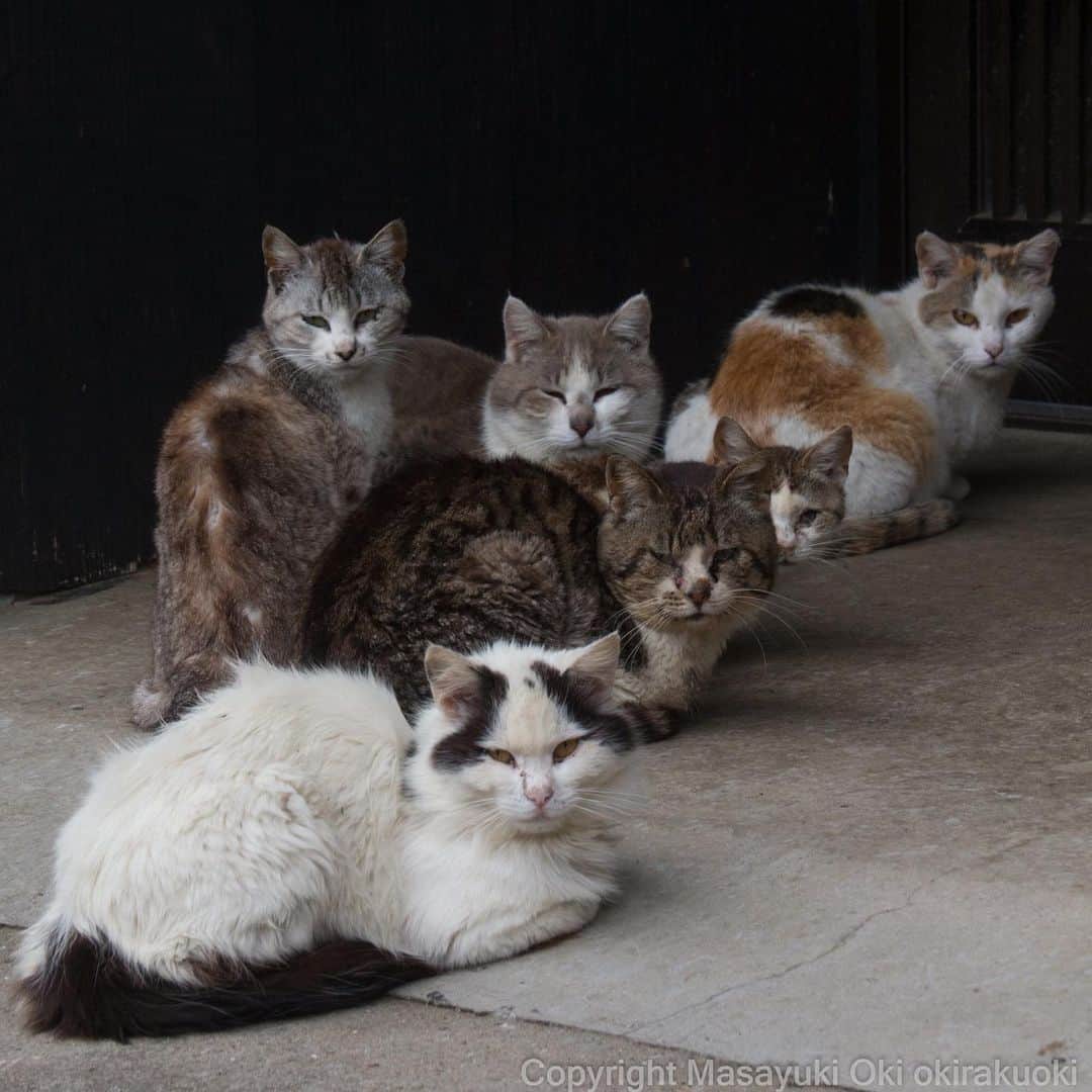 Masayukiさんのインスタグラム写真 - (MasayukiInstagram)「整列。  #cat #ねこ」5月25日 17時17分 - okirakuoki