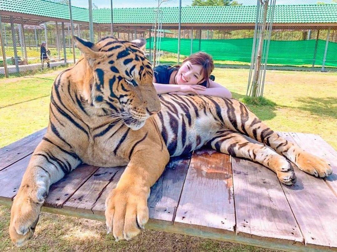 タイ国政府観光庁さんのインスタグラム写真 - (タイ国政府観光庁Instagram)「サワッディー・カー🙏﻿ ﻿ 今日の #thailovers は、@i_am_happpyさん🇹🇭﻿ ﻿ ラチャブリー県の「タイガー・ワールド・タイランド」 @tigerworldthailand からの１枚📸﻿ ﻿ 「タイガー・ワールド・タイランド」では、トラと一緒に撮影することができます🐯﻿ ﻿ 📷 @i_am_happpy﻿ 📍 タイガー・ワールド・タイランド﻿ ﻿ ・・・・・・・﻿ ［タイ好き（THAI LOVERS）な皆さんの写真を大募集🇹🇭💕］﻿ ﻿ ハッシュタグ #thailovers をつけてタイで撮影した写真を投稿すると、こちらでご紹介させて頂くことがあります。皆さんからの投稿をお待ちしています 😊﻿ ﻿ #repost #タイ #ラチャブリー #タイガーワールドタイランド #トラ #虎 #動物好き #動物園 #こんなタイ知らなかった #タイを知りつくす #旅好きな人と繋がりたい #旅行好きな人と繋がりたい #女子旅 #タビジョ #thailand #ratchaburi #tigerworldthailand #tiger #animal #zoo #amazingthailand #thailandtravel #thailandtrip #thai #thaistagram #lovethailand」5月25日 17時53分 - amazingthailandjp