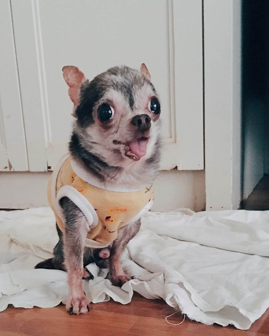 r_oseのインスタグラム：「Little squirrel look 🐿〰️ #chihuahua」