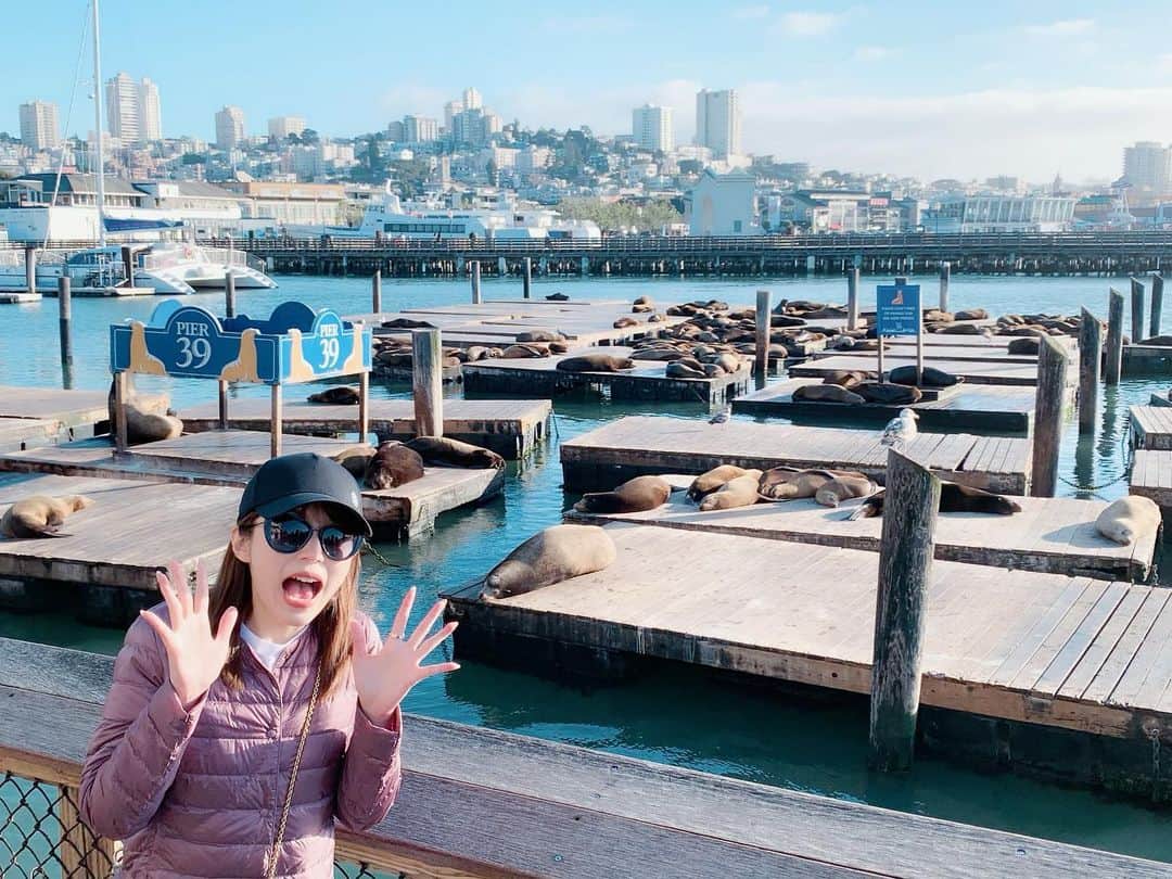 平野綾さんのインスタグラム写真 - (平野綾Instagram)「「Sea Lionがたくさんいるから見に行こう！」﻿ …と言われ、その予想を遥かに上回る"たくさん"に度肝を抜かれました((((；ﾟДﾟ)))))))﻿ ﻿ ストーリーを見ていただければ分かると思いますが、アシカたちの場所取りゲームが煩くて面白い🤣﻿ ﻿ 海岸の先にはアルカトラズがあり、同じ場所にあるとは思えないもののが同時に存在していて、﻿ なんだか不思議な空間が広がっていました✨﻿ ﻿ ﻿ #sanfrancisco #ca  #sealion #アシカ #pier39 ﻿ #alcatraz #アルカトラズ  #fanimecon2019  #ayahirano #平野綾」5月25日 18時24分 - a_ya.hirano