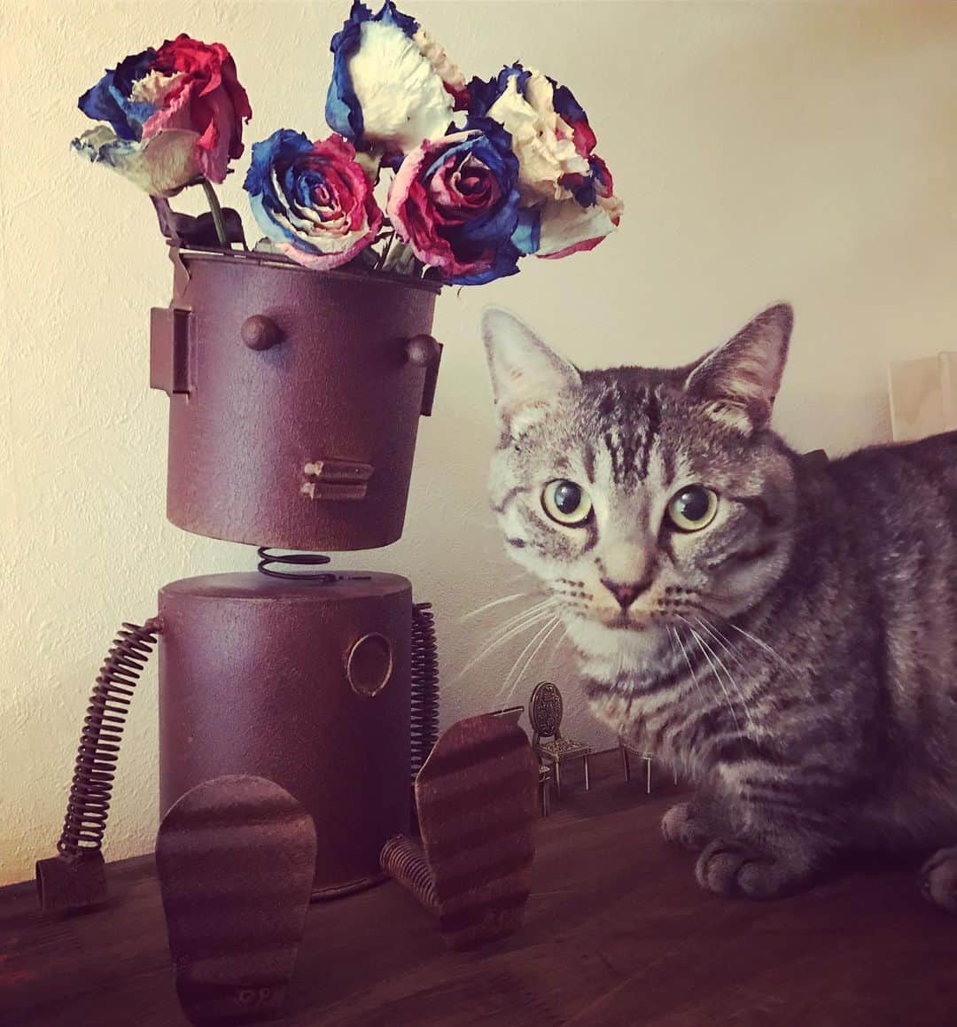 辻本祐樹さんのインスタグラム写真 - (辻本祐樹Instagram)「ありがたい映画のお仕事が決まりました。解禁はちと先かな。 期待してお待ちください。  #辻本祐樹  #猫 #cat  #ロボットに花飾ってみた」5月25日 18時33分 - tsujimotoyuuki