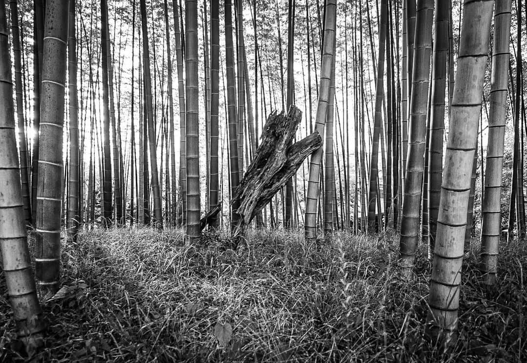 シバタカメラマンさんのインスタグラム写真 - (シバタカメラマンInstagram)「各務原の素敵な公園へ #写真撮ってる人と繋がりたい #写真好きな人と繋がりたい #ファインダー越しの私の世界 #東京カメラ倶楽部 #シバカメ #東京カメラ部 #ふぉと #photography」5月25日 18時36分 - mikantoku